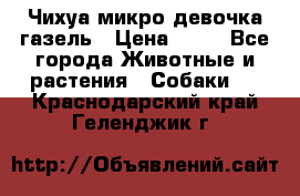 Чихуа микро девочка газель › Цена ­ 65 - Все города Животные и растения » Собаки   . Краснодарский край,Геленджик г.